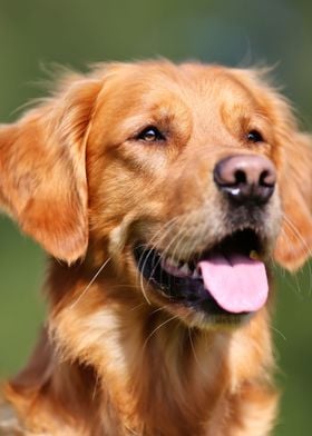 Golden retriever dog