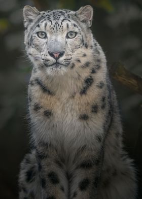 Snow leopard Irbis Poster