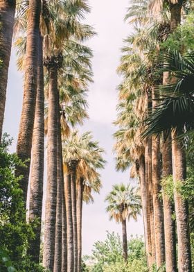 Palm Tree Alley