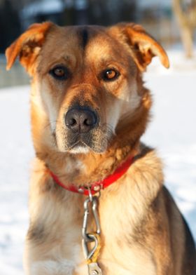 Shepherd dog in snow