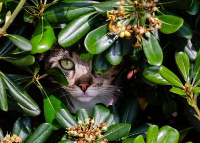 Cat hiding in the bush