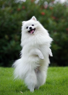 White pomeranian dog
