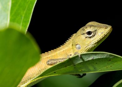 Chameleon on the tree