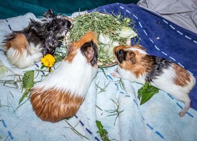 Guinea pigs eating 