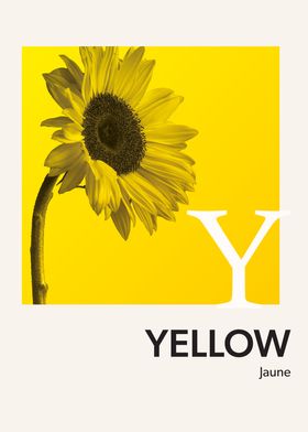 Color Alphabet Yellow Y
