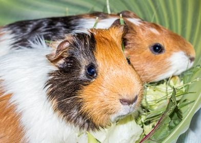 Guinea pigs eating 