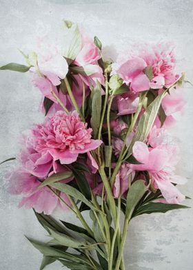 Pink peonies 11