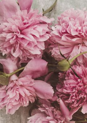 Pink peonies