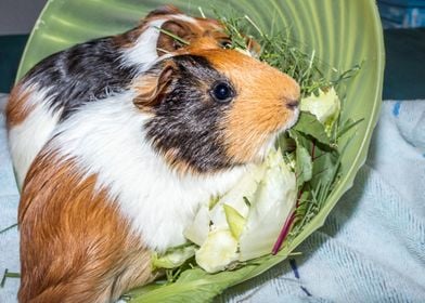 Guinea pigs eating 