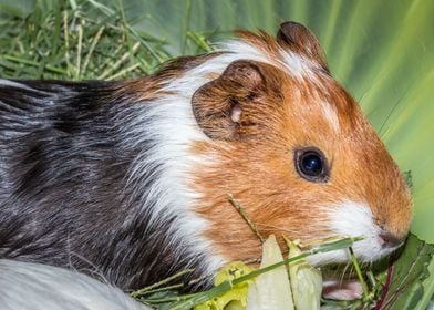 Guinea pigs eating 