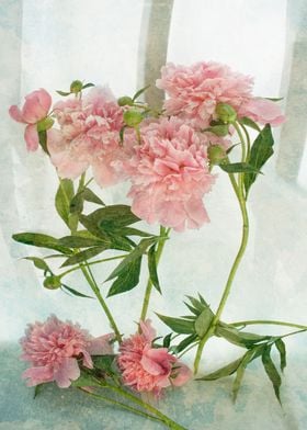 Pink peonies