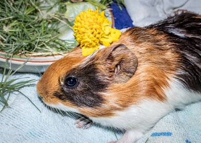 Guinea pigs eating 