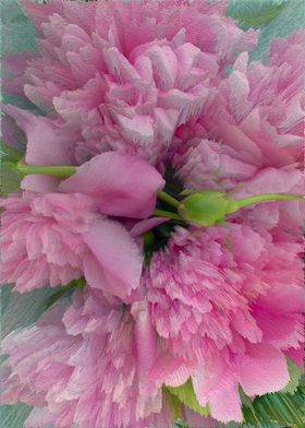 Pink peonies