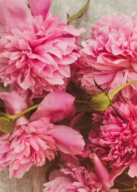 Pink peonies