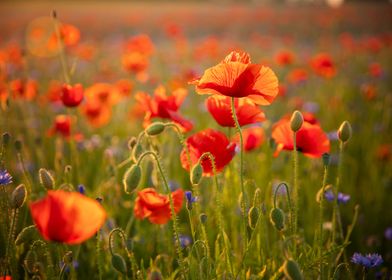 'Poppy field' Poster by anettastar | Displate