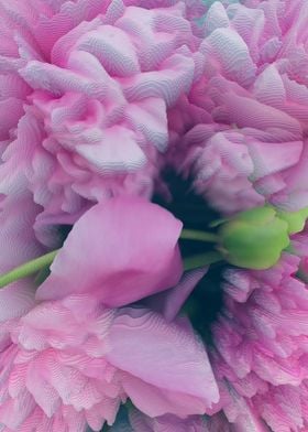 Pink peonies