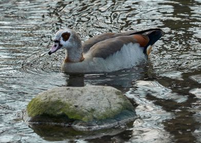 moorhen duck on lake