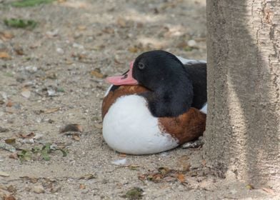 duck face of Iceland