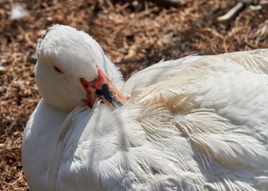 Muscovy duck hatching 