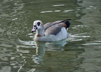 moorhen duck on lake