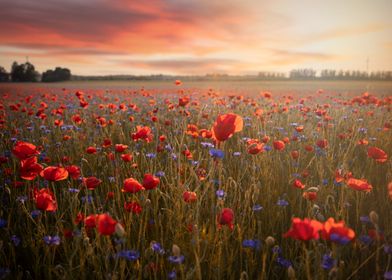 Red poppy flower in meadow