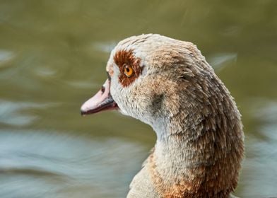 moorhen duck on lake