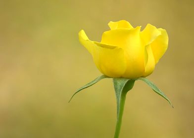 Beautiful yellow rose