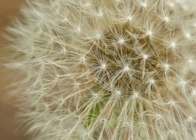 Dandelion seed head 