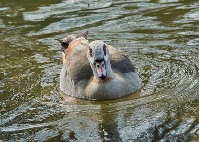 moorhen duck on lake