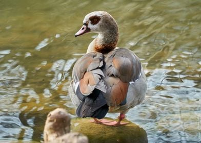 moorhen duck on lake