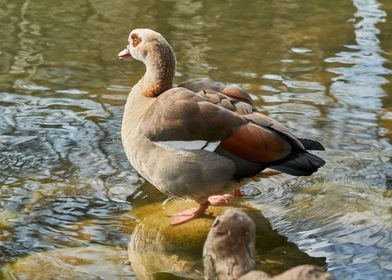 moorhen duck on lake