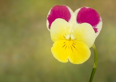 Colorful pansy closeup