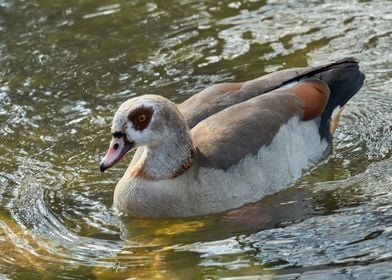 moorhen duck on lake