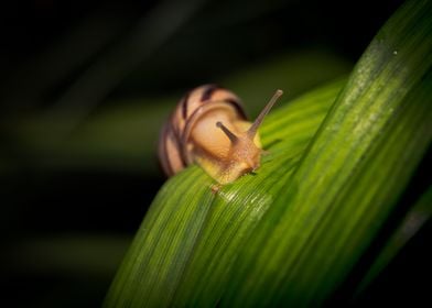 Snail