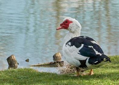 cairina moschata duck 