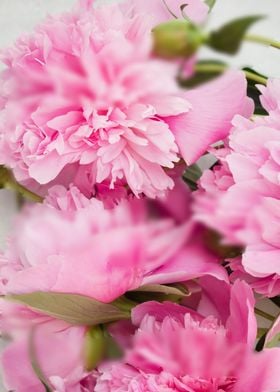 Pink peony