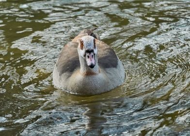 moorhen duck on lake