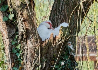 Muscovy ducks