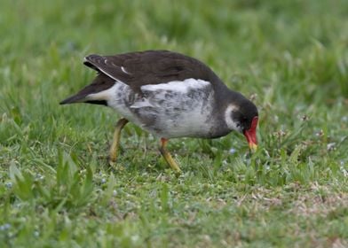 moorhen duck on lake