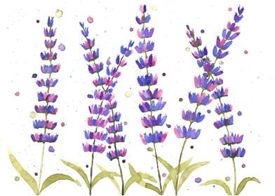 Lavender flowers