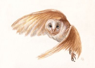 Owl In Flight