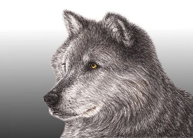 Gray Wolf