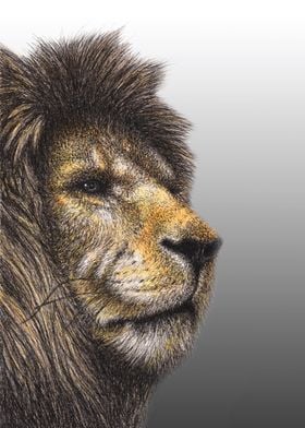 Lion Portrait