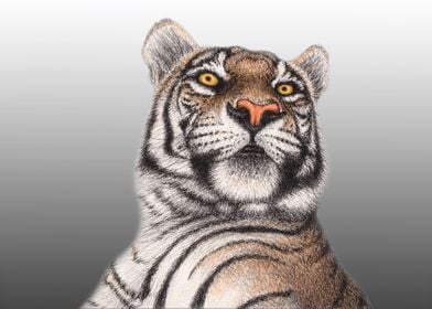 Bengal Tiger