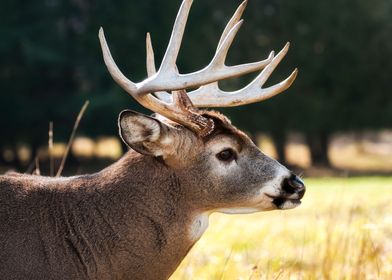 Brown Buck