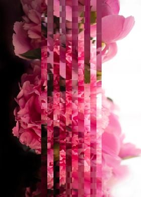 Abstract peonies