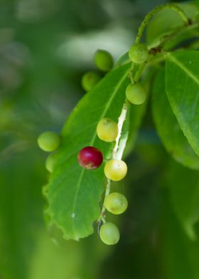 berries on tree