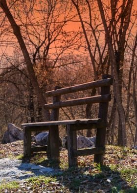 bench in the wood