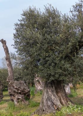 olive trees