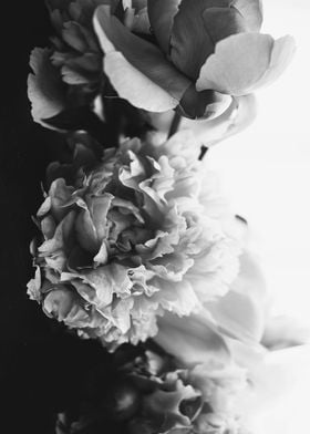 Abstract peonies